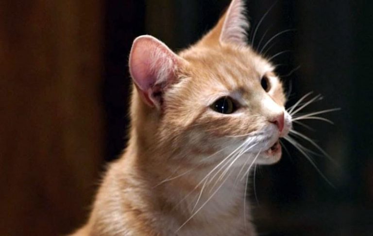 Les chats au cinéma et à la télévision : notre dossier Miaou